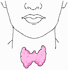thyroid